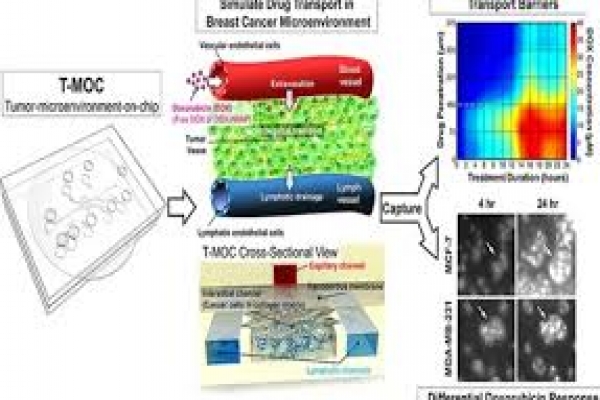 Microfluidic channel device for tumor chemotherapy