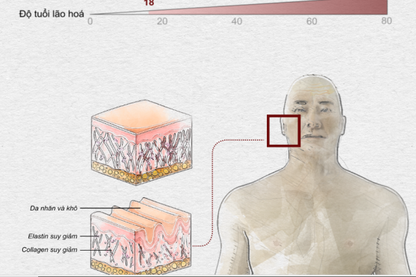 Tuổi tác 'vắt kiệt' cơ thể thế nào?