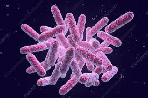 Thời gian điều trị kháng sinh đối với nhiễm trùng huyết do họ vi khuẩn đường ruột Enterobacteriaceae