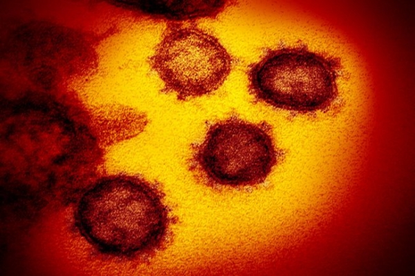 How Fast Can Coronavirus mutate?