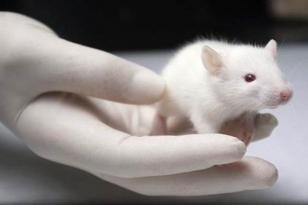 When did science use the white mouse in the experiment?