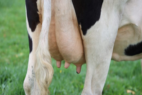 Sữa từ động vật và thực vật, cái nào tốt hơn?