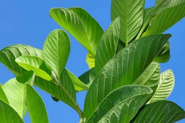 Guava leaves cure many diseases